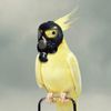 toxicparrot