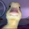 luizguilherme_679