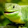 happygreenlizard