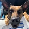 k9_kingston