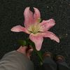 ju_mana19