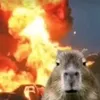 nahiu377