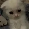 lmngioo