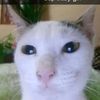zephroniguess