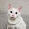 mason_kitten