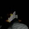 polishatticfanatic