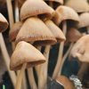 witches_left_nostril