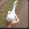 melo_lax