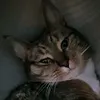 ur_majesty_nala