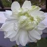 anuradhakumaran31