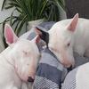 bullterrier1312