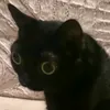 Ash