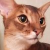 cat_brabus