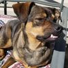 critisacrazydoglady