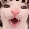 toksych