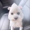 jackdoggo