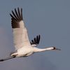 peacelovewhoopingcrane