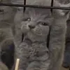 piuppz