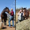 cc_equines