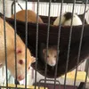 madisons_rats