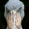 sun_and_shoebill