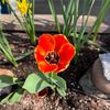 garden__queen