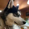 hurrys_dog