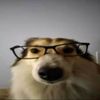 superdogfan69