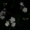 xiayoun_