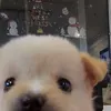 hua_huy