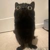lickingsaltlamps0