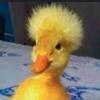 duck_with_afro