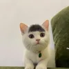 illllnhh