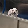 breadope