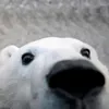 piduy_