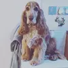 chelseacockerspaniel