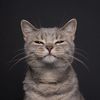 kiticat0