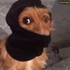hieplolpopp