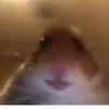 hamster_guy2.0