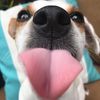 ilovelucy_thejackrussell