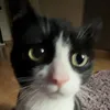 scy_val