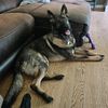 ziva_the_diva_gsd