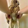 owls_have_legs