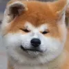 akita_kitamahoshi