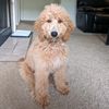 wally_thegoldendoodle