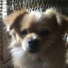 maxthepooch33