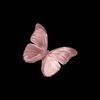 wiwa.rose