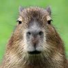 therealycapybara143