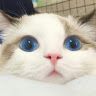 ori.ab1