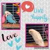 parakeetbird_expert